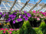 Annual Hanging Basket 