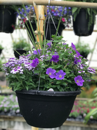 Annual Hanging Basket Hanging Basket