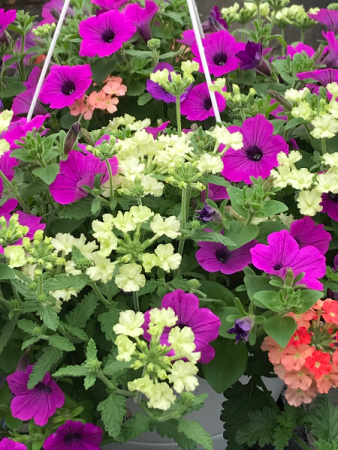 Annual Hanging Basket Plant In Rowley Ma Country Gardens Florist
