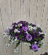 Annual hanging basket  Sun loving Hanging basket