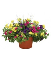 Annual Patio Planter **Annuals available after May 2nd