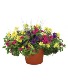 Annual Patio Planter **Annuals available after May 2nd