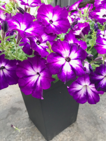 Annual Planter Plant