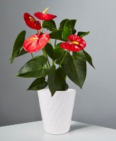 ANTHERIUM Blooming Plant