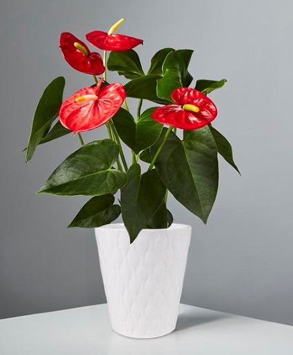 ANTHERIUM Blooming Plant