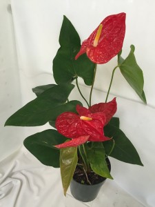 Antherium Blooming Plant