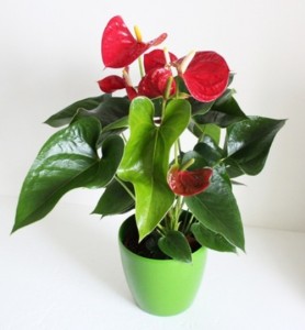 Antherium Potted Tropical Plant