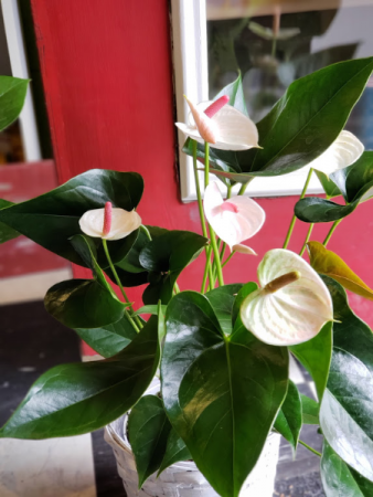 Antherium white/pink Blooming Plant