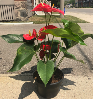Anthurium in a basket Potted Plant 