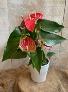 Anthurium 5" diameter flowering potted plant