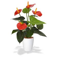 ANTHURIUM