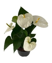 Anthurium 6" Planter