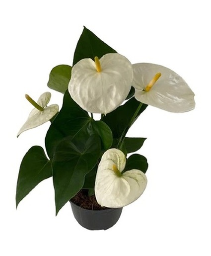 Anthurium 6