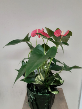 Anthurium