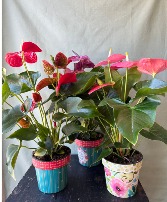 Anthurium 