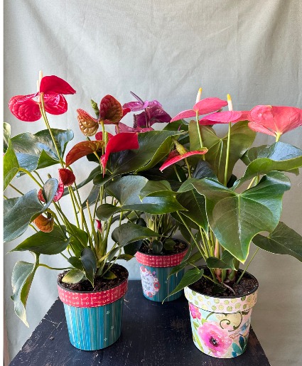 Anthurium 