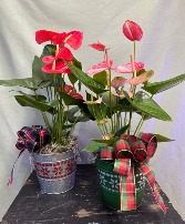 Holiday Anthurium  