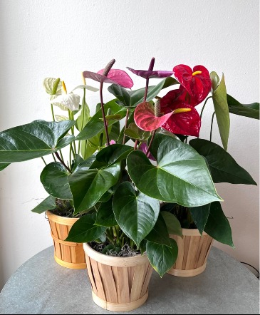 Anthurium  in La Grande, OR | FITZGERALD FLOWERS