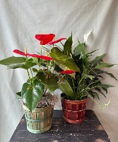 Anthurium & Peace Lily 