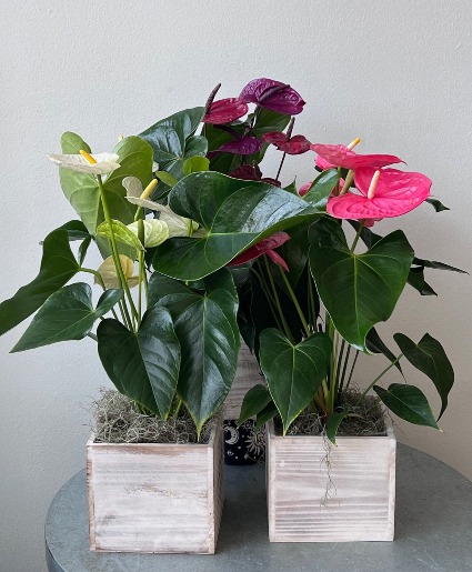 Anthurium  