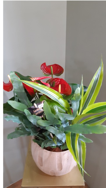 Anthurium and Mixed Tropical Planter Mixed Planter in Cambridge, ON | KELLY GREENS FLOWERS & GIFT SHOP