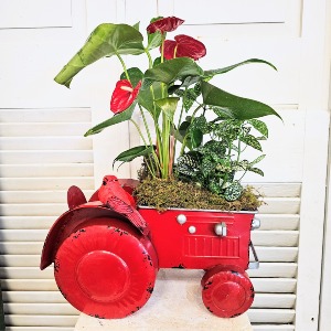 Anthurium and Polka Dot Plant in Tractor 