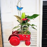 Anthurium and Rubber Plant in Tractor 
