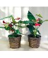 Anthurium  Basket Arrangement (LGOE)