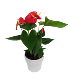 Anthurium Beauty Plant 