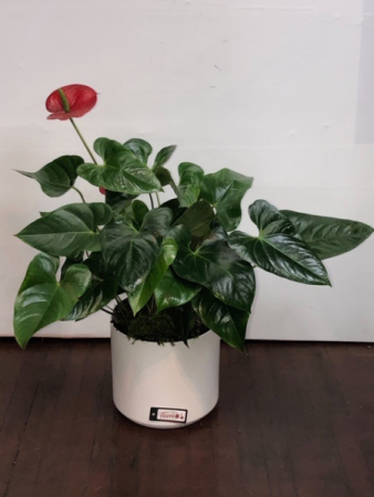 Anthurium Blooming Plant