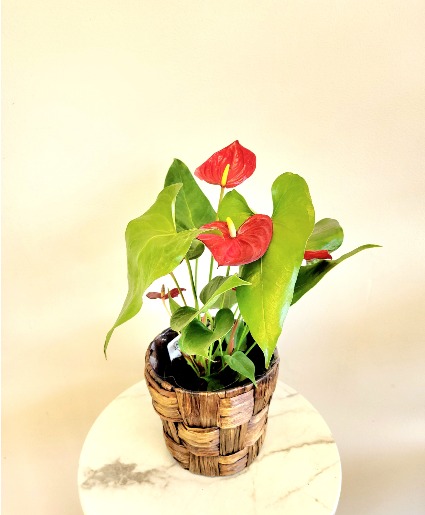 Anthurium  Blooming Plant