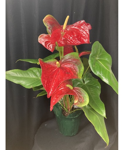 Anthurium Blooming Plant 