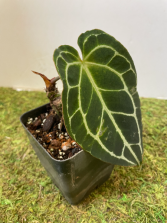 Anthurium Clarinervium Plant in a 4" pot
