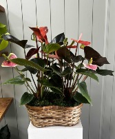 Anthurium Duo Garden 