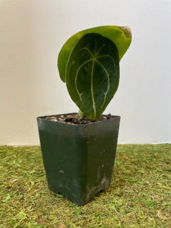 Anthurium Forgetti Plant in a 4" pot in Northport, NY | Hengstenberg's Florist