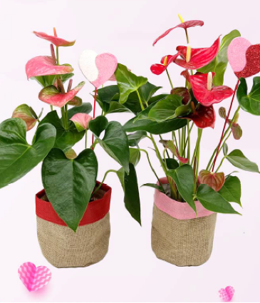 Anthurium Heart Blooming Plant in Coleman, WI | COLEMAN FLORAL & GREENHOUSES