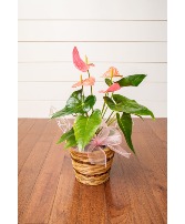 Anthurium House Plant