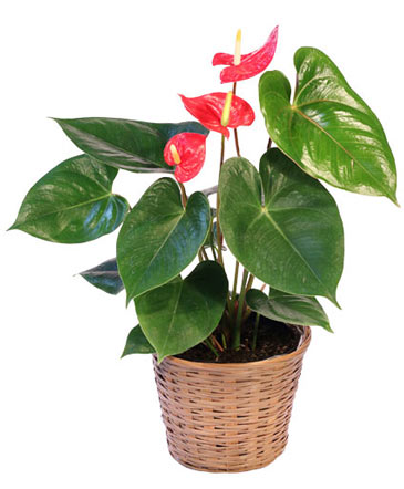 Anthurium House Plant in Albany, NY | Ambiance Florals & Events
