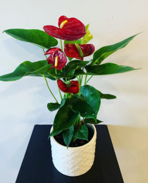 Anthurium in a ceramic container 