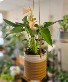 Anthurium in Hanging Pot 