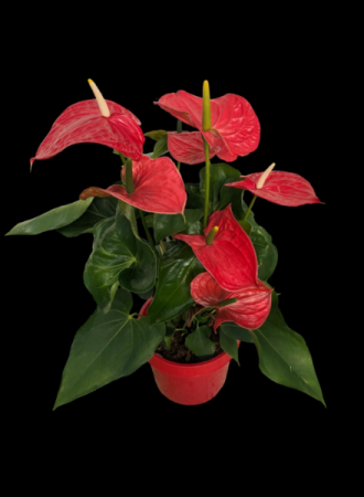 Anthurium Large
