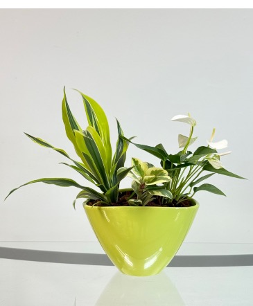 Anthurium Lime Zest Dish Garden in Newmarket, ON | FLOWERS 'N THINGS FLOWER & GIFT SHOP Anthurium Lime Zest Dish Garden in Newmarket, ON | FLOWERS 'N THINGS FLOWER & GIFT SHOP