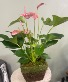 Anthurium Live Plant
