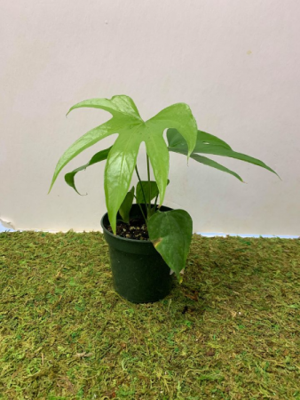 Anthurium Pedatoradiatum "Fingers" Plant in a 4" pot in Northport, NY | Hengstenberg's Florist