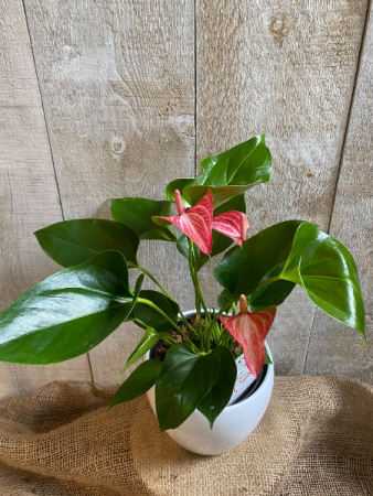 Anthurium Pink and White  plant 