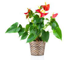 Anthurium Planrt  Call for availability