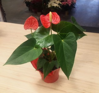 Anthurium Plant
