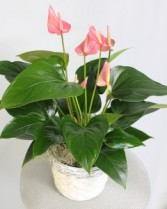  Red Anthurium  Plant