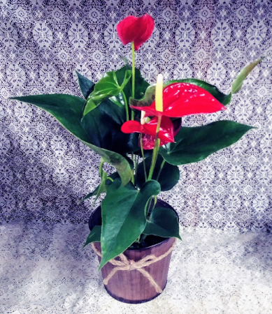 Anthurium Plant