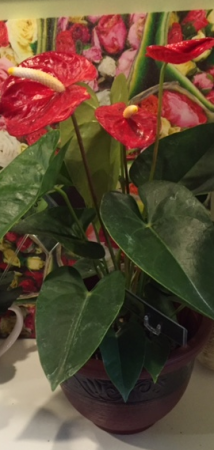 ANTHURIUM Plant